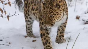 Rare and Exotic Endangered Species: Wildlife With Fewer Than 100 Individuals Left - image 7