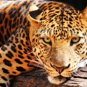 Rare and Exotic Endangered Species: Wildlife With Fewer Than 100 Individuals Left - image 0
