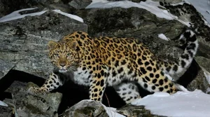 Rare and Exotic Endangered Species: Wildlife With Fewer Than 100 Individuals Left - image 5
