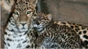 Rare and Exotic Endangered Species: Wildlife With Fewer Than 100 Individuals Left - image 3