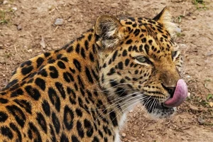 Rare and Exotic Endangered Species: Wildlife With Fewer Than 100 Individuals Left - image 6