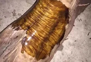 From Run-Down Shack to $120 Million Treasure: The Golden Phoebe Wood Discovery - image 10