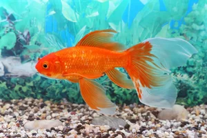 Is Building a Fish Pond at Home Good? Feng Shui Principles for Wealth and Prosperity - image 5