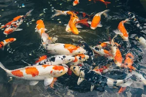 Is Building a Fish Pond at Home Good? Feng Shui Principles for Wealth and Prosperity - image 8