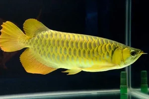 Is Building a Fish Pond at Home Good? Feng Shui Principles for Wealth and Prosperity - image 12