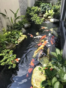 Is Building a Fish Pond at Home Good? Feng Shui Principles for Wealth and Prosperity - image 2