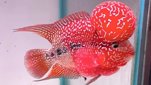 Is Building a Fish Pond at Home Good? Feng Shui Principles for Wealth and Prosperity - image 11