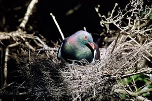 Meet the Unique Bird Species Known as the Drunkards of the Sky - image 3