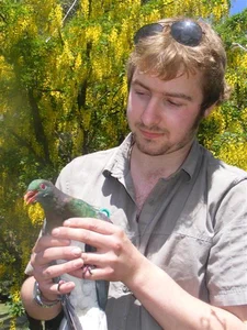 Meet the Unique Bird Species Known as the Drunkards of the Sky - image 4