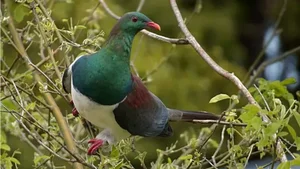 Meet the Unique Bird Species Known as the Drunkards of the Sky - image 6