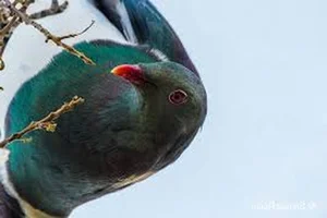 Meet the Unique Bird Species Known as the Drunkards of the Sky - image 0