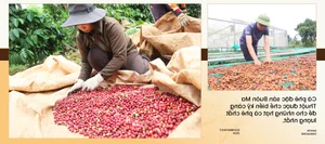 Buon Ma Thuot: The Journey to Becoming the World Capital of Coffee - image 4