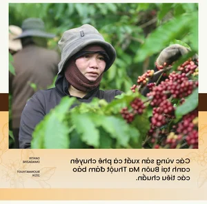 Buon Ma Thuot: The Journey to Becoming the World Capital of Coffee - image 2