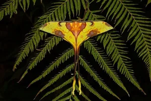 The Mysterious Beauty of Butterflies in the Vietnam Red Data Book - image 1