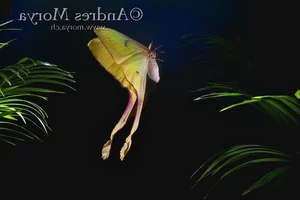 The Mysterious Beauty of Butterflies in the Vietnam Red Data Book - image 0