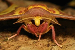 The Mysterious Beauty of Butterflies in the Vietnam Red Data Book - image 2