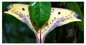 The Mysterious Beauty of Butterflies in the Vietnam Red Data Book - image 6