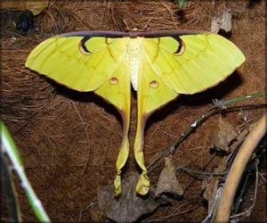 The Mysterious Beauty of Butterflies in the Vietnam Red Data Book - image 7