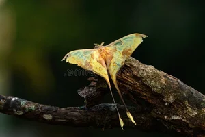 The Mysterious Beauty of Butterflies in the Vietnam Red Data Book - image 4