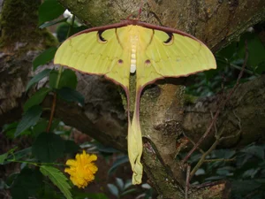 The Mysterious Beauty of Butterflies in the Vietnam Red Data Book - image 5