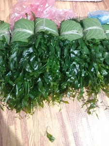 Tận thấy loại rau rừng 150.000 đồng/kg vẫn 'cháy hàng' - image 4
