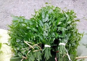 Tận thấy loại rau rừng 150.000 đồng/kg vẫn 'cháy hàng' - image 3