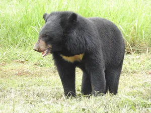 Successful Rescue of Endangered Asiatic Black Bear in Vietnam - image 3