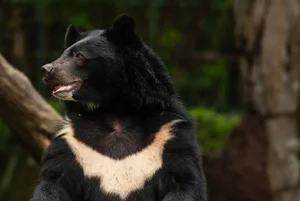 Successful Rescue of Endangered Asiatic Black Bear in Vietnam - image 5