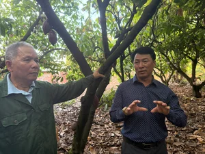 EU Ambassador Visits Dak Lak, Samples Premium Cocoa Directly at the Farm - image 0