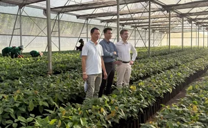 EU Ambassador Visits Dak Lak, Samples Premium Cocoa Directly at the Farm - image 4