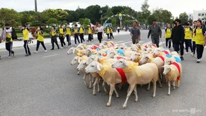A Spectacular Sight: Over 300 Sheep Parade Through the Streets of Phan Rang - image 6