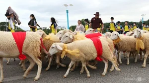 A Spectacular Sight: Over 300 Sheep Parade Through the Streets of Phan Rang - image 3