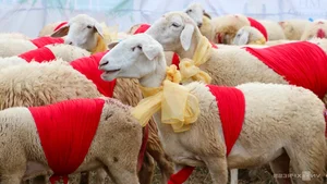 A Spectacular Sight: Over 300 Sheep Parade Through the Streets of Phan Rang - image 0
