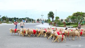 A Spectacular Sight: Over 300 Sheep Parade Through the Streets of Phan Rang - image 4