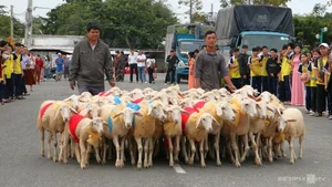 A Spectacular Sight: Over 300 Sheep Parade Through the Streets of Phan Rang - image 2
