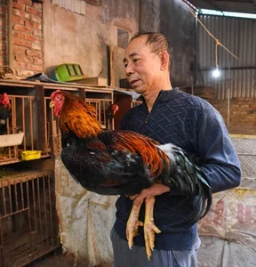 Dong Tao Royal Chicken: The Luxury Vietnamese Tet Delicacy Selling Out at Premium Prices - image 2