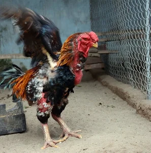 Dong Tao Royal Chicken: The Luxury Vietnamese Tet Delicacy Selling Out at Premium Prices - image 7