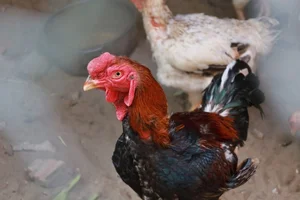 Dong Tao Royal Chicken: The Luxury Vietnamese Tet Delicacy Selling Out at Premium Prices - image 6