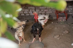 Dong Tao Royal Chicken: The Luxury Vietnamese Tet Delicacy Selling Out at Premium Prices - image 4