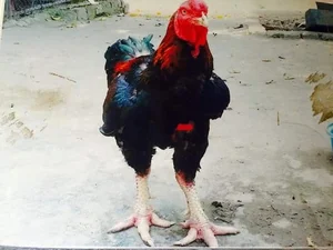 Dong Tao Royal Chicken: The Luxury Vietnamese Tet Delicacy Selling Out at Premium Prices - image 1