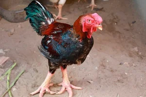Dong Tao Royal Chicken: The Luxury Vietnamese Tet Delicacy Selling Out at Premium Prices - image 5