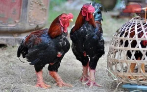 Dong Tao Royal Chicken: The Luxury Vietnamese Tet Delicacy Selling Out at Premium Prices - image 0
