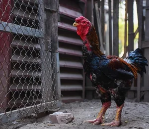 Dong Tao Royal Chicken: The Luxury Vietnamese Tet Delicacy Selling Out at Premium Prices - image 9