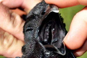 The Rare Coal-Black Chicken: A $2,500 Exotic Breed Explained - image 4