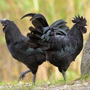 The Rare Coal-Black Chicken: A $2,500 Exotic Breed Explained - image 7