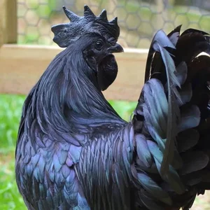 The Rare Coal-Black Chicken: A $2,500 Exotic Breed Explained - image 2