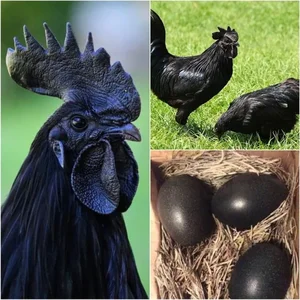 The Rare Coal-Black Chicken: A $2,500 Exotic Breed Explained - image 3