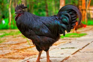 The Rare Coal-Black Chicken: A $2,500 Exotic Breed Explained - image 0