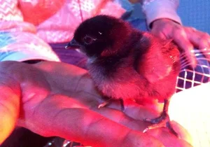 The Rare Coal-Black Chicken: A $2,500 Exotic Breed Explained - image 1