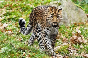 Exploring the Rare and Majestic Wild Cats of Vietnam's Forests - image 8